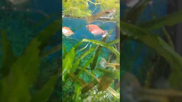 24.11.2021г. маленький аквариум смотреть онлайн