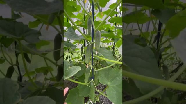 Топ 5 сортов Огурцов, которые я сажаю каждый год