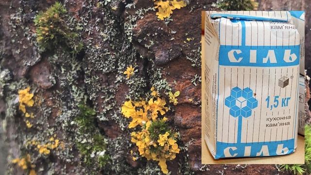 Срочно Дайте Всем Деревьям Осенью Соль! Спасете Весь Сад от Болезней и Вредителей! Опрыскайте Осень смотреть онлайн