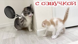 Приколы с котами! Смешные коты! С ОЗВУЧКОЙ! СМЕШНЫЕ ЖИВОТНЫЕ! Тест на психику!