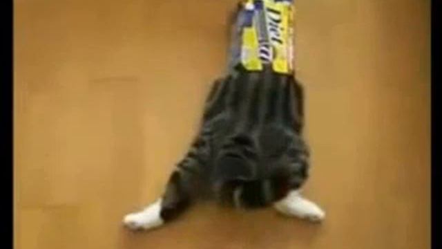 Домашние животные жгут!!!ПРИКОЛЫ про животных смотреть онлайн... смотреть онлайн