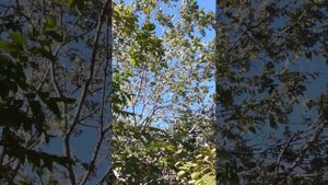 Маньжурский орех растёт только в Приморском крае,  красота, похож на гроздья винограда.