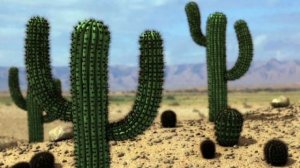 10 фактов о кактусах!