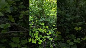 Казанский дендрарий Волжско-Камского заповедника