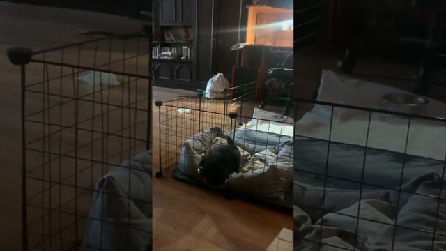 Наказали Аркашу за плохое поведение. #весело #пекинес #dog #funny #собака #щенки #животные смотреть онлайн