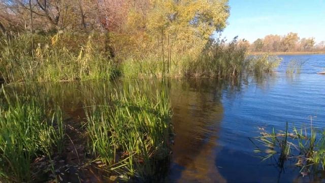 Ловля на ХИТРУЮ УЛОВИСТУЮ снасть Ловля плотвы осенью