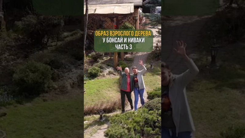 ОБРАЗ ВЗРОСЛОГО ДЕРЕВА У БОНСАЙ И НИВАКИ. Часть 3