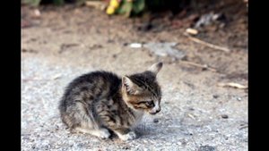 Дракон Ли, или Ли Хуа, или Ли Мао (Dragon Li cat) породы кошек( Slide show)!
