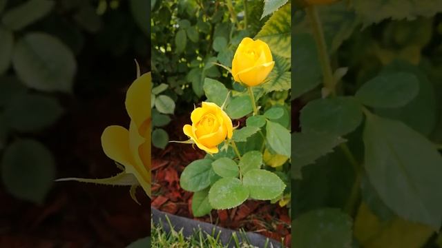 Красивые жёлтые розы в Киеве. #роза смотреть онлайн