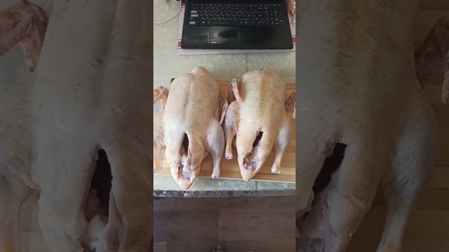 Вес тушки муларда в 65 дней смотреть онлайн