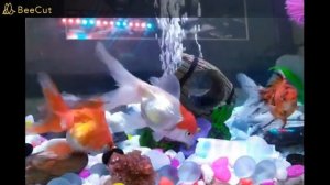 Декоративные рыбки в аквариуме, видео Разноцветная рыба