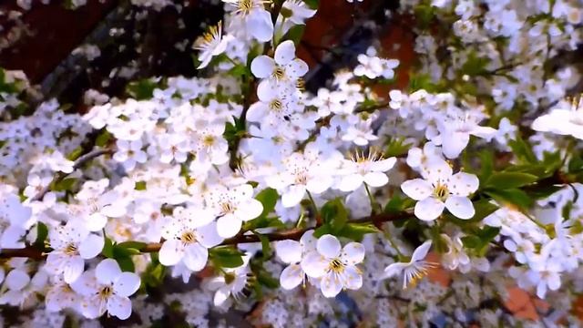 Весна, однако! Весенний юмор смотреть онлайн