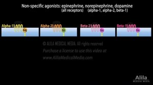 Adrenergic Drugs - Pharmacology, Animation