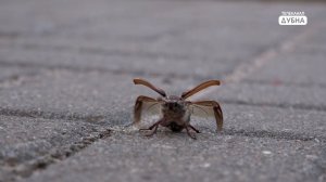 Майские жуки