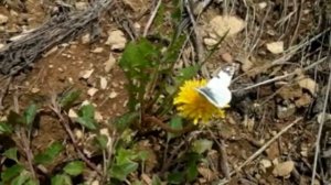 Наблюдение за насекомыми