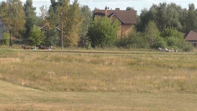 3 Раменский ипподром 21.08.2020 - Лошади рожд. 2017г. рысистых пород смотреть онлайн