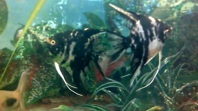 Скалярии Мраморные.230л смотреть онлайн