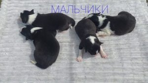 Питомник Мадридский Двор. Щенки бордер-колли 1 неделя. +79857623068