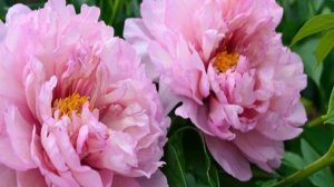 Пион Ферст Арривал (Paeonia First Arrival)