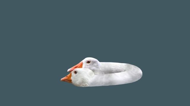 HONK