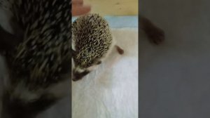 Тайм-кафе Ежеминутка в Санкт-Петербурге. Африканские ежики. Натискались вдоволь.