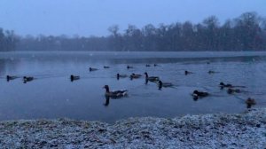 Йога Нидра | Короткая медитация в шавасане | Прогрессивное расслабление | 10 минутная шавасана