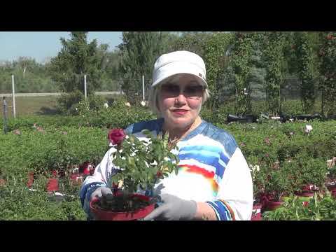 Розы-ругозы (шиповники)