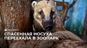 В Московский зоопарк доставили спасенную от контрабандистов носуху Сниффа