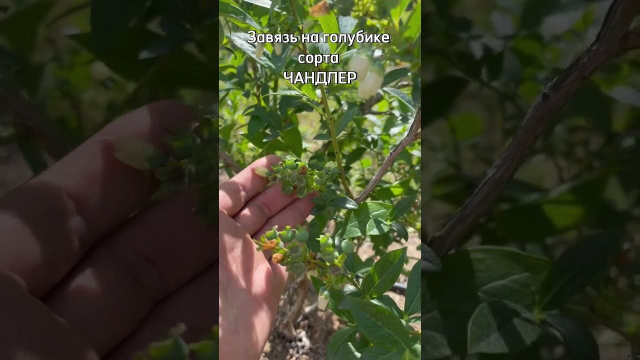 Голубика сорт Чандлер (Chandler). смотреть онлайн