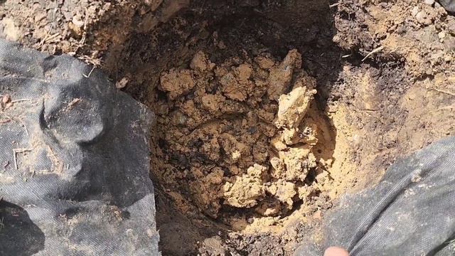 Planting Perennials | Peony, Sweet Romance (lavander),Verbena смотреть онлайн