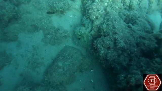 Осьминог. ЭВОЛЮЦИЯ. ЭФФЕКТ БАБОЧКИ. Настольная игра. Дополнение. смотреть онлайн