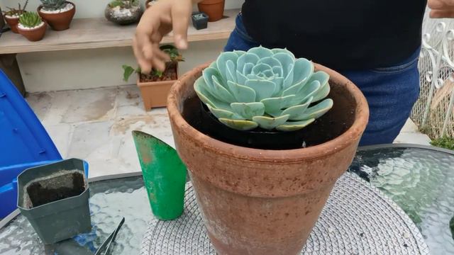 Echeveria Imbricata // Diferencias con la Echeveria Secunda Glauca // Trasplante // Any Grc