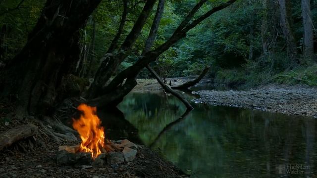 Как ухаживать за юккой в саду? смотреть онлайн