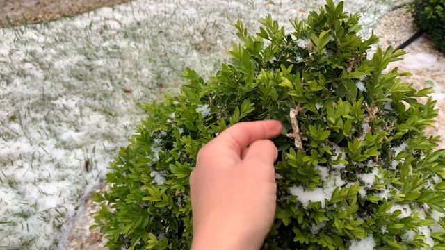 ДЕКОРАТИВНЫЙ ЭФФЕКТ В САДУ! Ландшафтный дизайн смотреть онлайн