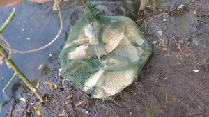 ЛОВЛЯ Болотного КАРАСЯ. КАРАСИ в КАМЫШАХ. Отличный КЛЕВ. РАКОЛОВКИ