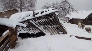 ЖИЗНЬ В ДЕРЕВНЕ ЗИМОЙ/готовим хозяйство к морозам/козы,овцы,свиньи,пасека в -20