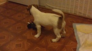 Джек рассел терьер против кобана