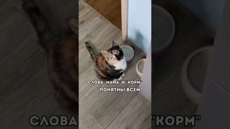 СЛОВА "МАМА" И "КОРМ" ПОНЯТНЫ ВСЕМ! #кот #котики