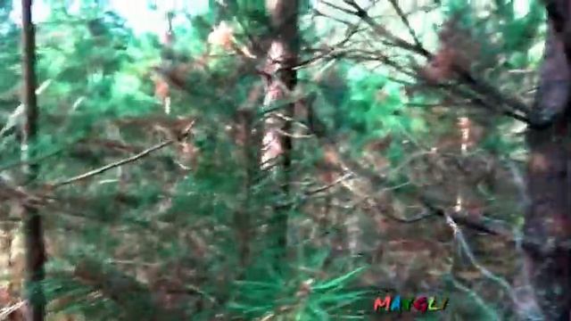 Рядовки Бывают Разными  Грибы Мышата Большие. смотреть онлайн