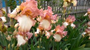 Ирис гибридный #садовыецветы #цветоводство