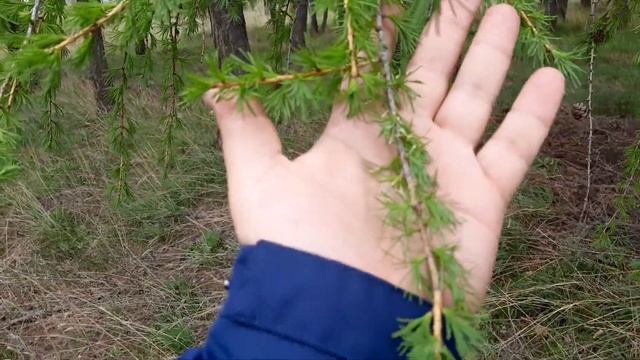 Красоты Самарского края