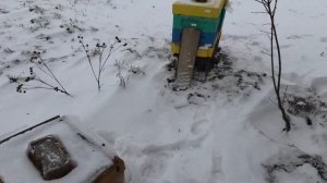 Как помочь пчелам в январе?