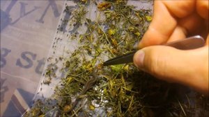 Кормление малышей прыткой ящерицы  Baby lizard eat