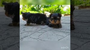 Питомник BASTA FESTA предлагает щенков породы йоркширский терьер Йорк мини и стандарт размера