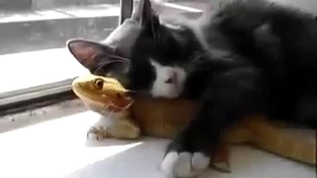 Кот обнимается с дракончиком