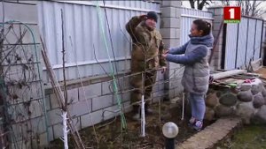 Формировка ПАЛЬМЕТТЫ /// Горизонтальная формировка веток яблони