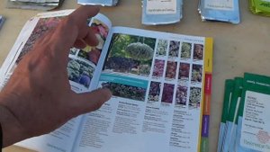 Лучшие сорта?АЛИССУМА для посева. Snow Crystals? Clear Crystals. АЛИССУМ самый доходный цветок??