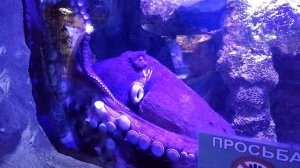 Amazing Octopuses Океанариум, Осьминог обыкновенный