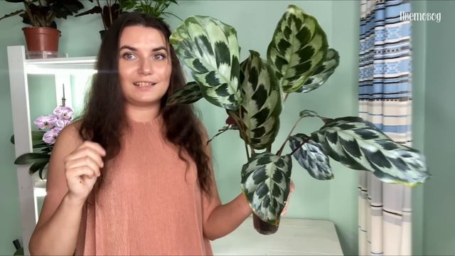 Обзор моей коллекции калатей, семейства марантовых. Секреты ухода за ними. смотреть онлайн