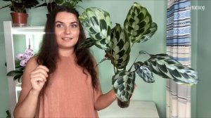 Обзор моей коллекции калатей, семейства марантовых. Секреты ухода за ними.